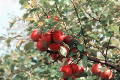 fruit ornamental trees shrubs production in Poland
